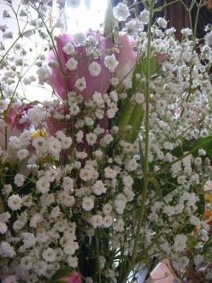 Is baby's breath cheap poisonous to dogs